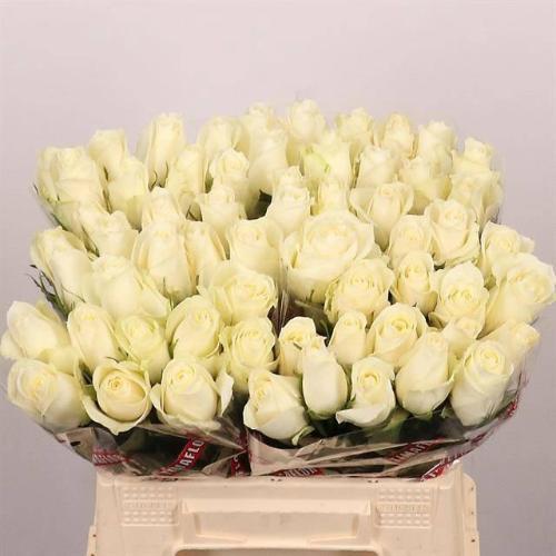 Rosa grootbloemig Albatros