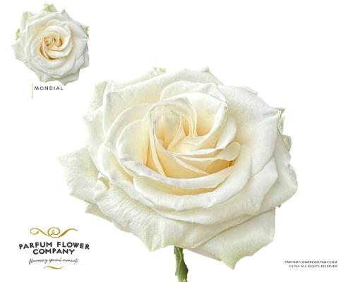 Rosa grootbloemig Mondial