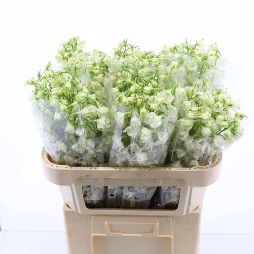 Delphinium enkelbloemig (Belladonna Grp) Magical Bianca