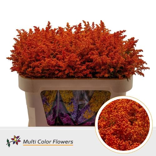 Solidago kleurbehandeld H%