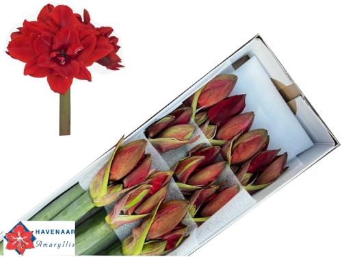 Hippeastrum (Double Galaxy Grp) 'Red Toro'