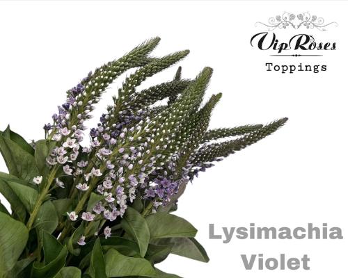 Lysimachia 'Elisabeth'