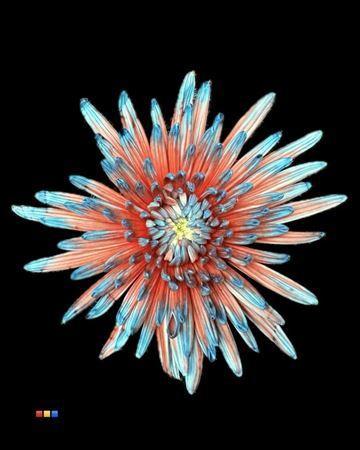 Chrysanthemum (Indicum Grp) geplozen Topspin kleurbehandeld H%