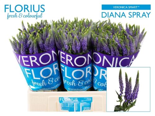Veronica Clea Diana