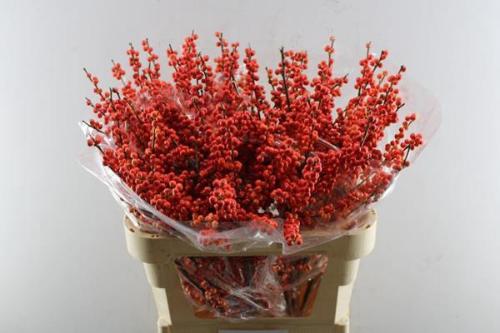 Ilex verticillata Oudijk's Orange