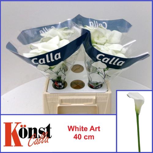 Zantedeschia White Art