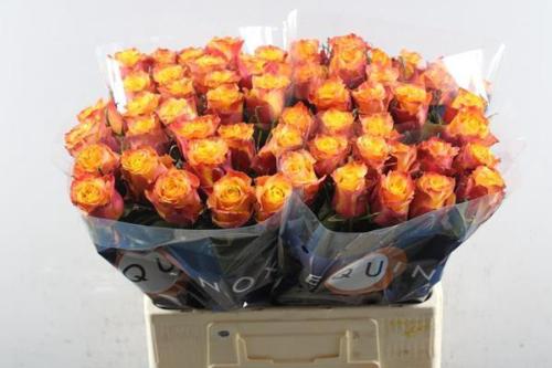 Rosa grootbloemig Wildfox