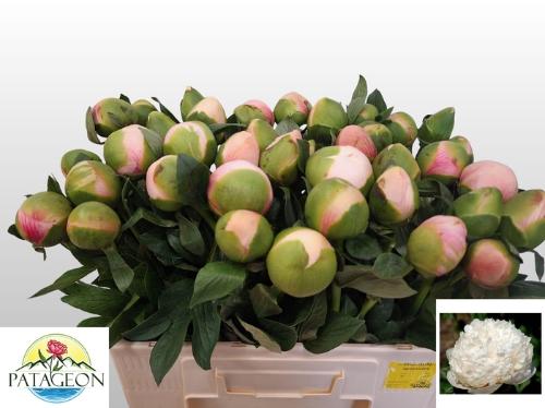 Paeonia (Herb. Hybrid Grp) 'Colonel Owen Cousins'