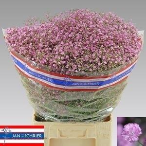 Gypsophila paniculata 'My Pink'