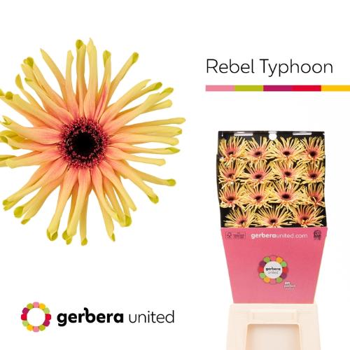 Gerbera grootbloemig krulvormig Rebel Typhoon