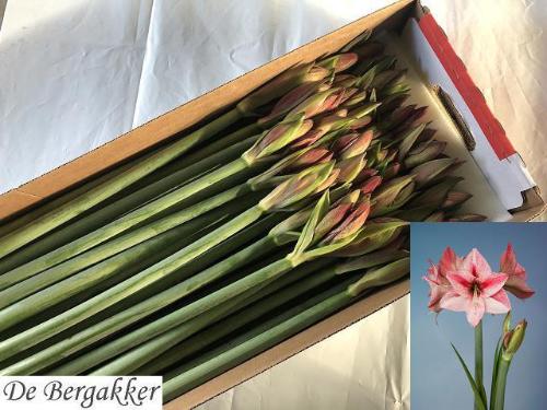 Hippeastrum Galaxy Grp 'Revelation'