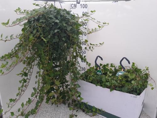 Hedera helix 'Wonder'