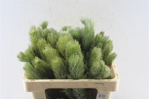 Kaaps Groen