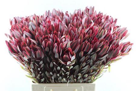 Leucadendron 'Jester'