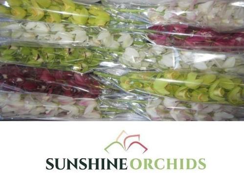 Cymbidium mini per tak gemengd