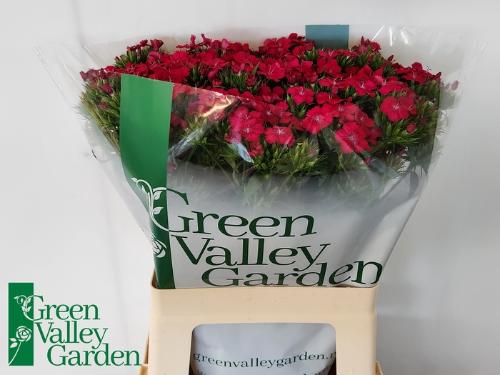 Dianthus barbatus 'Amazon Neon Cherry'