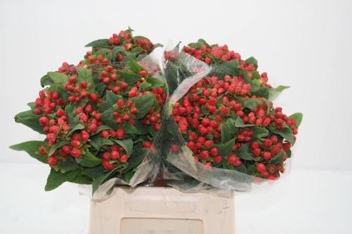 Hypericum inodorum Magical Triumph