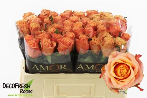 Rosa grootbloemig Olympus