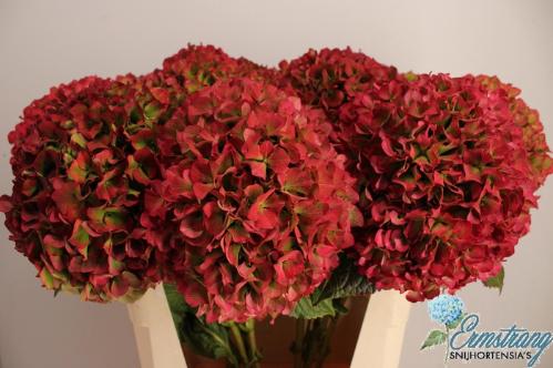 Hydrangea macrophylla Glowing Alps (classic)