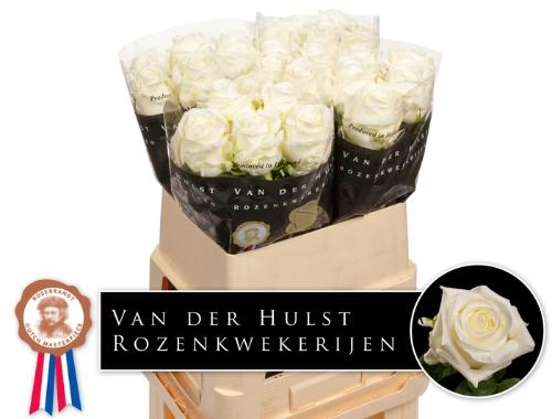 Rosa grootbloemig Noëlia