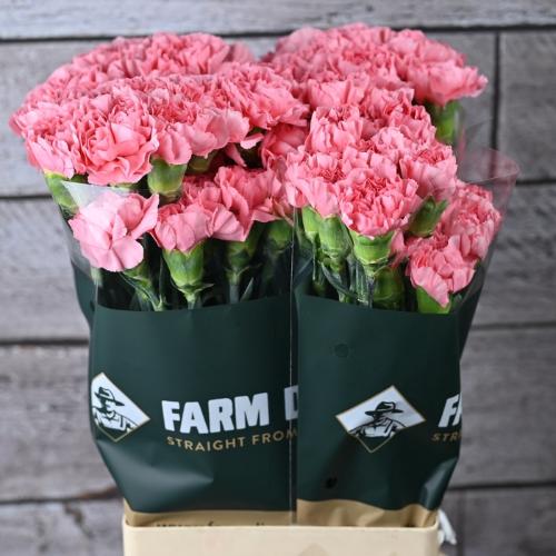 Dianthus standaard overig