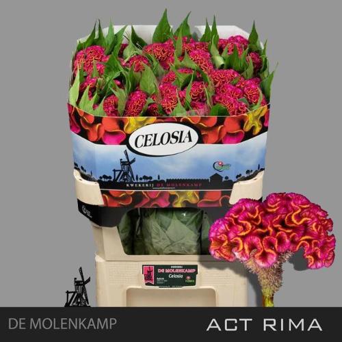 Celosia Cristata Grp 'Act Rima'