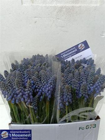 Muscari overig blauw