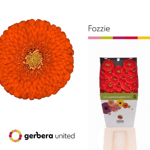 Gerbera mini bolvormig Pomponi Fozzy