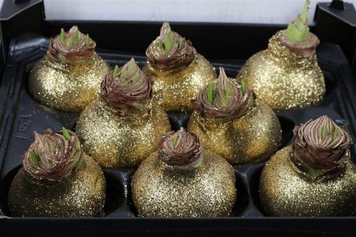 Hippeastrum bol gewaxt H%