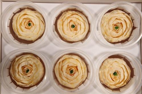 Rosa grootbloemig kleurbehandeld H%