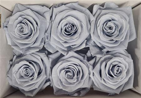 Rosa grootbloemig kleurbehandeld H%