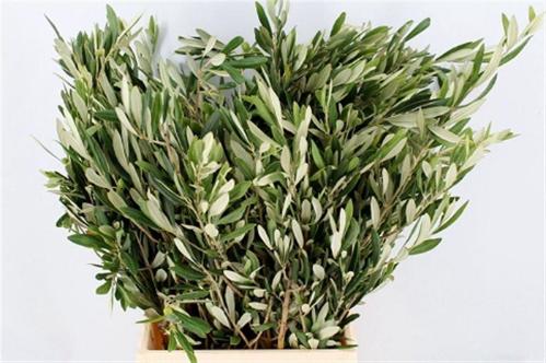 Olea europaea per bos