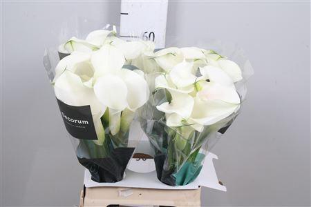 Zantedeschia 'Captain Ventura'