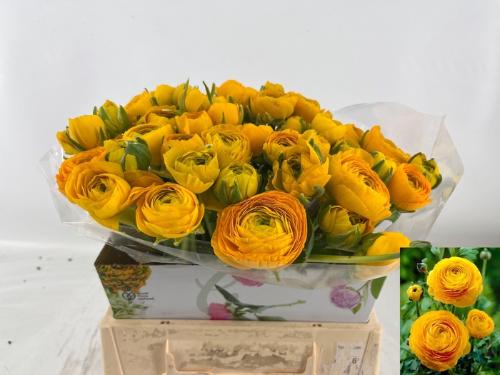 Ranunculus asiaticus 'Elegance Yellow'
