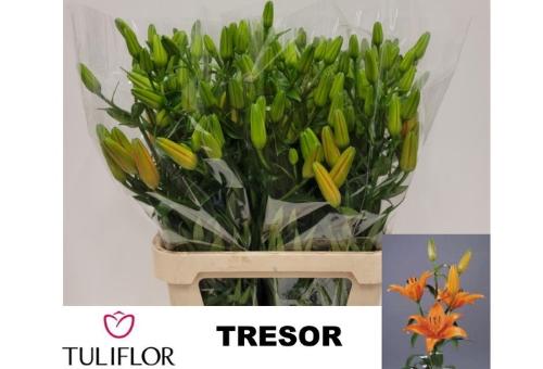 Lilium Aziatische Grp 'Tresor'