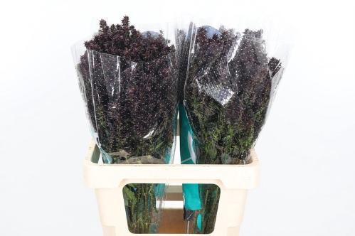 Phlox Paniculata Grp 'Dark Miracle'