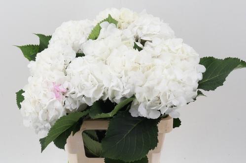 Hydrangea macrophylla Noordpool