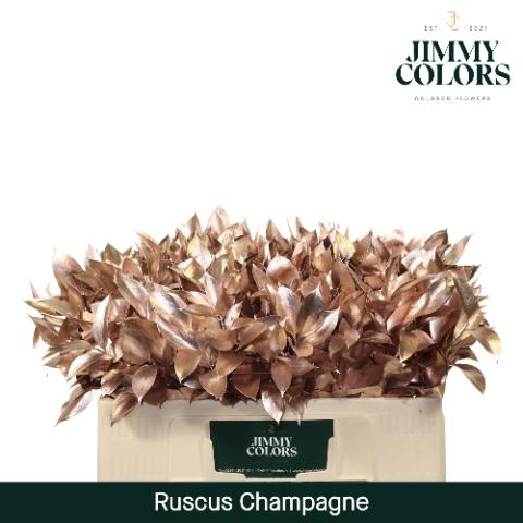 Ruscus kleurbehandeld H%