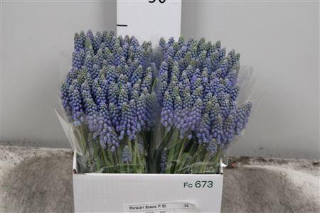 Muscari overig blauw
