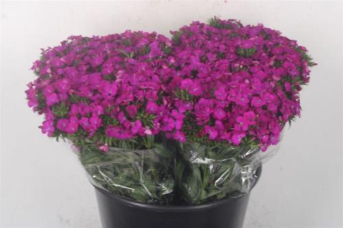 Dianthus barbatus 'Amazon Neon Purple'