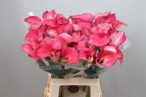 Zantedeschia 'Captain Romance'