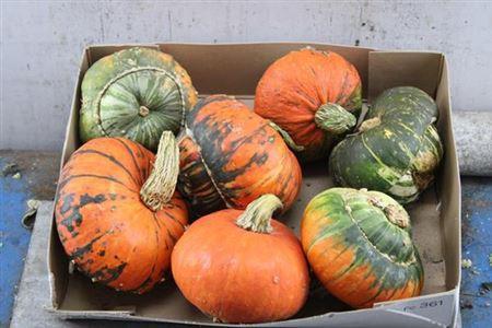 Siervruchten per stuk Cucurbita maxima Turk's Turban Mix