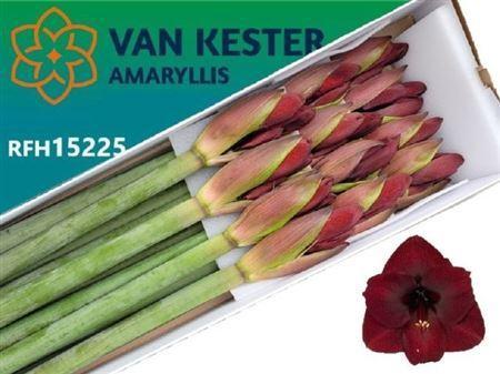 Hippeastrum Galaxy Grp 'Night Fever'