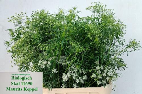 Ammi majus