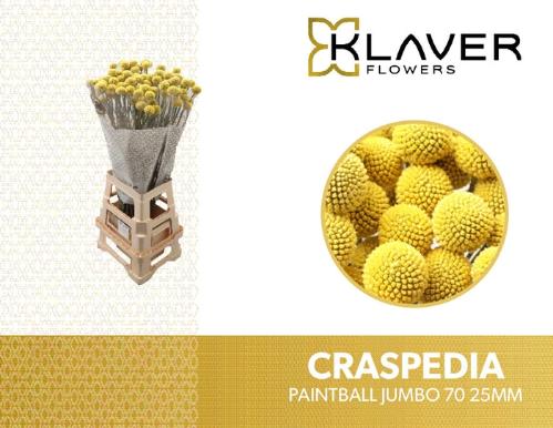 Craspedia globosa Paintball Jumbo