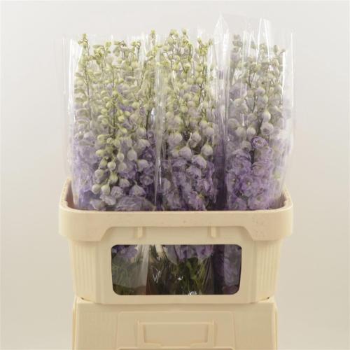 Delphinium dubbelbloemig (Elatum Grp) Dev Mojo Magenta