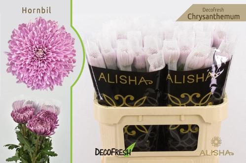 Chrysanthemum (Indicum Grp) geplozen Hornbill