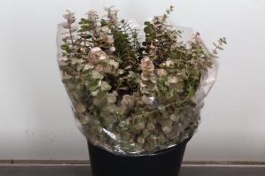 Eucalyptus 'Baby Blue'