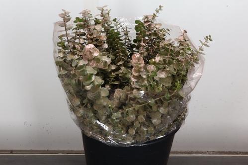 Eucalyptus 'Baby Blue'