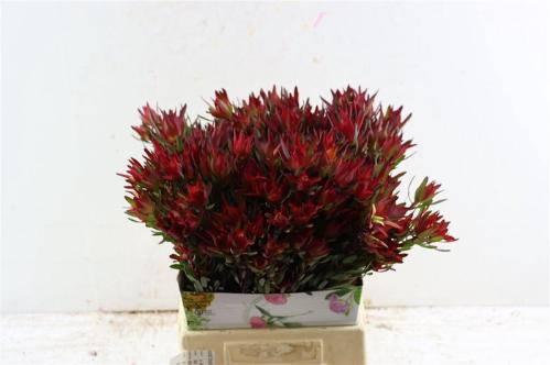 Leucadendron 'Safari Sunset'